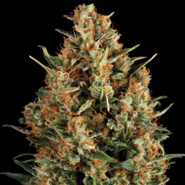 Семена конопли Wembley Feminised